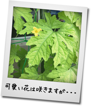 kako-Cnv1eylTO24D9cfC.png